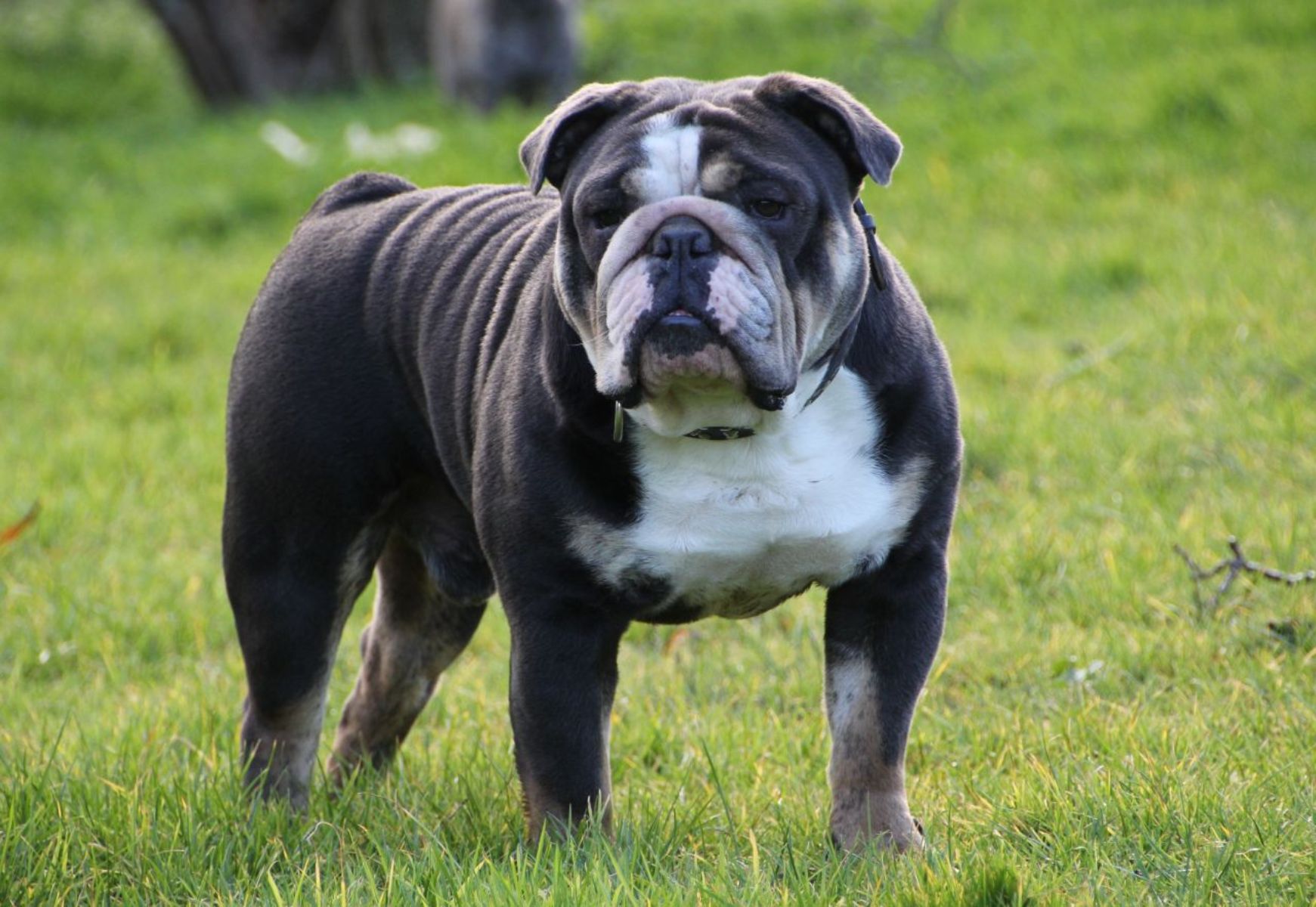 Unmasking the Myth: Decoding the Enigma of the Devil Dog – Exploring the Origins and Legends Surrounding this Mysterious Canine Creature