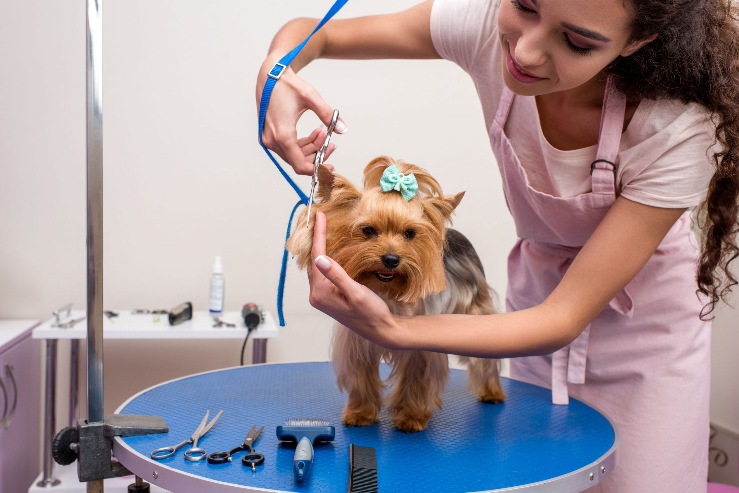 The Ultimate Convenience: Unleashing the World of Mobile Dog Groomers - Discover the Benefits of Professional Grooming Services that Come Right to Your Doorstep
