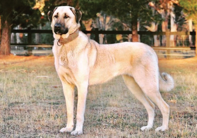 Guardians of the Flock: Unraveling the Price of Power and Loyalty – Exploring the True Worth of Kangal Dogs