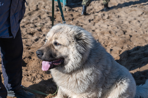 bear dog russia