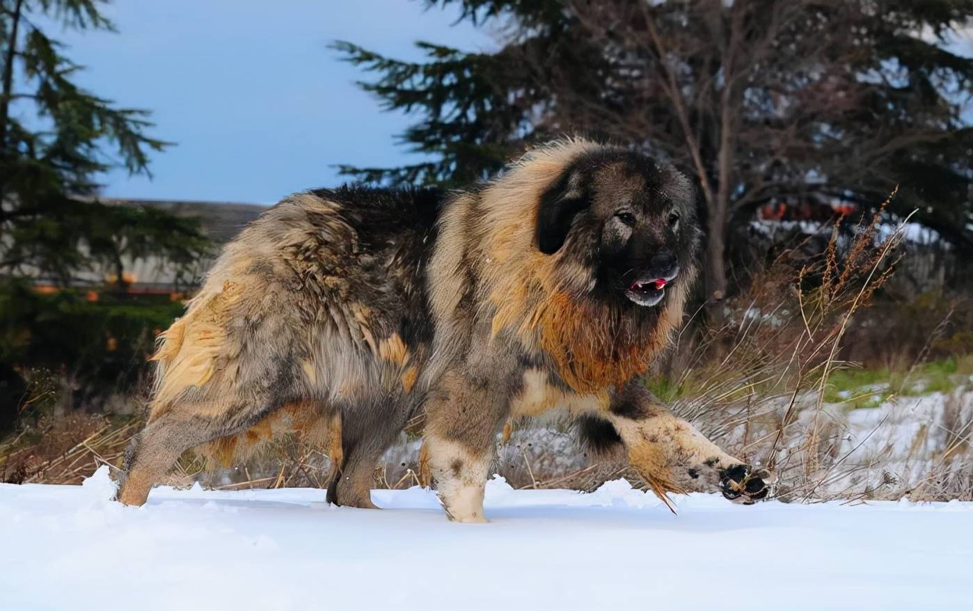 Exploring Bear Dog Russia: A Unique and Powerful Canine Companion