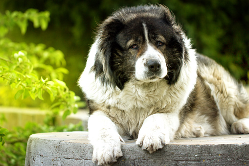 bear dog russia