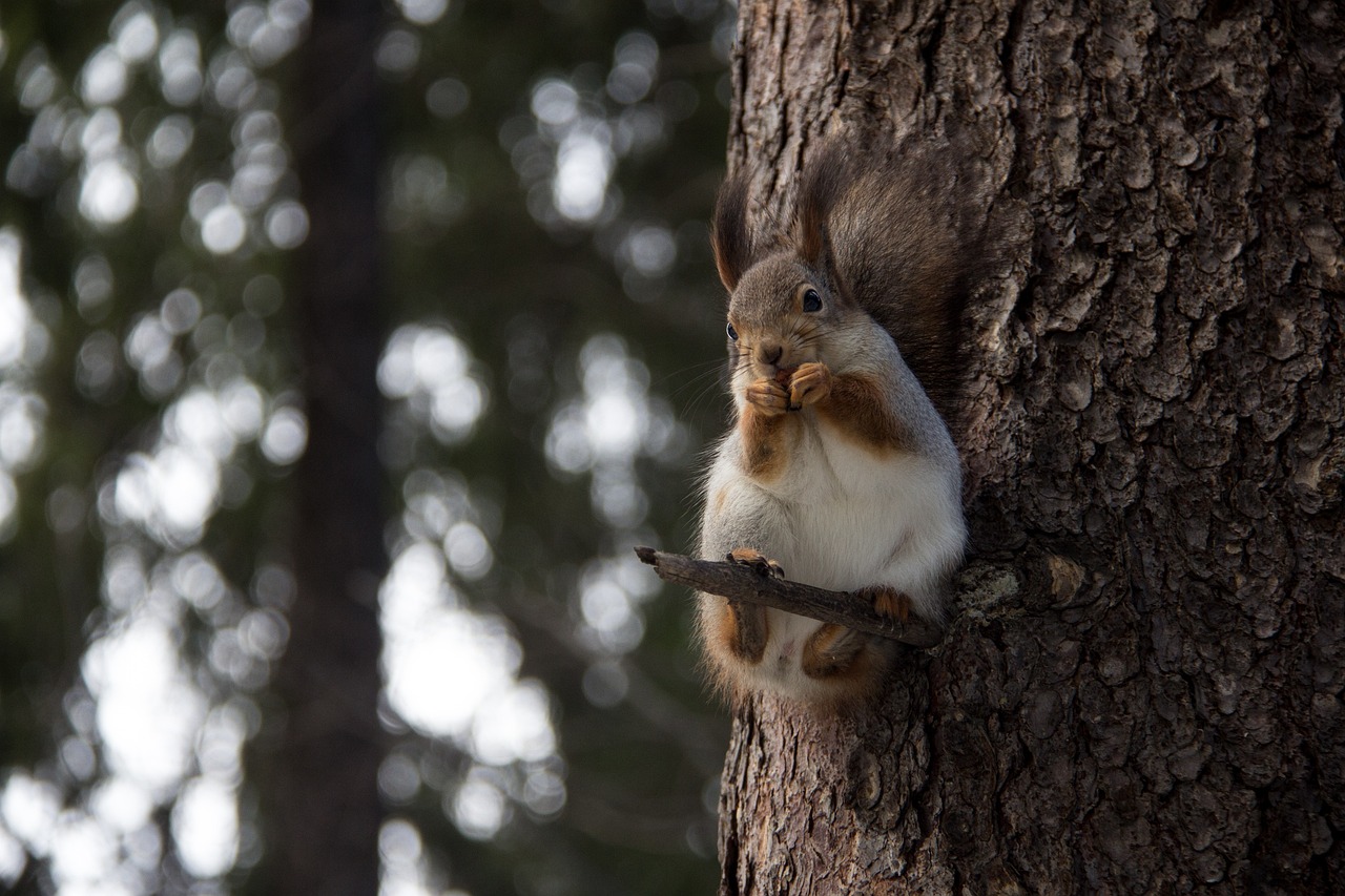 baby squirrel