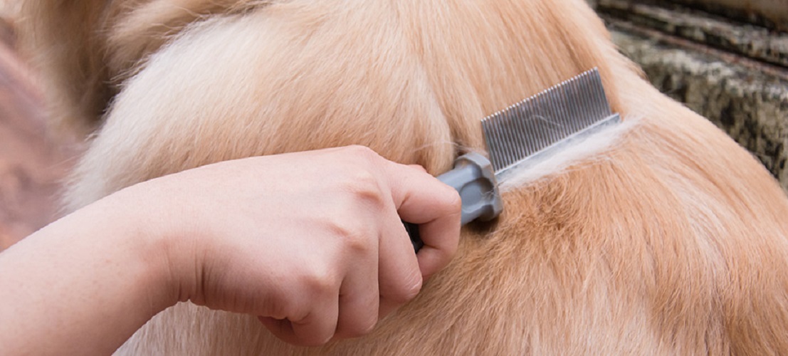 How Flea Combing Can Help You Detect Other Skin Issues in Dogs