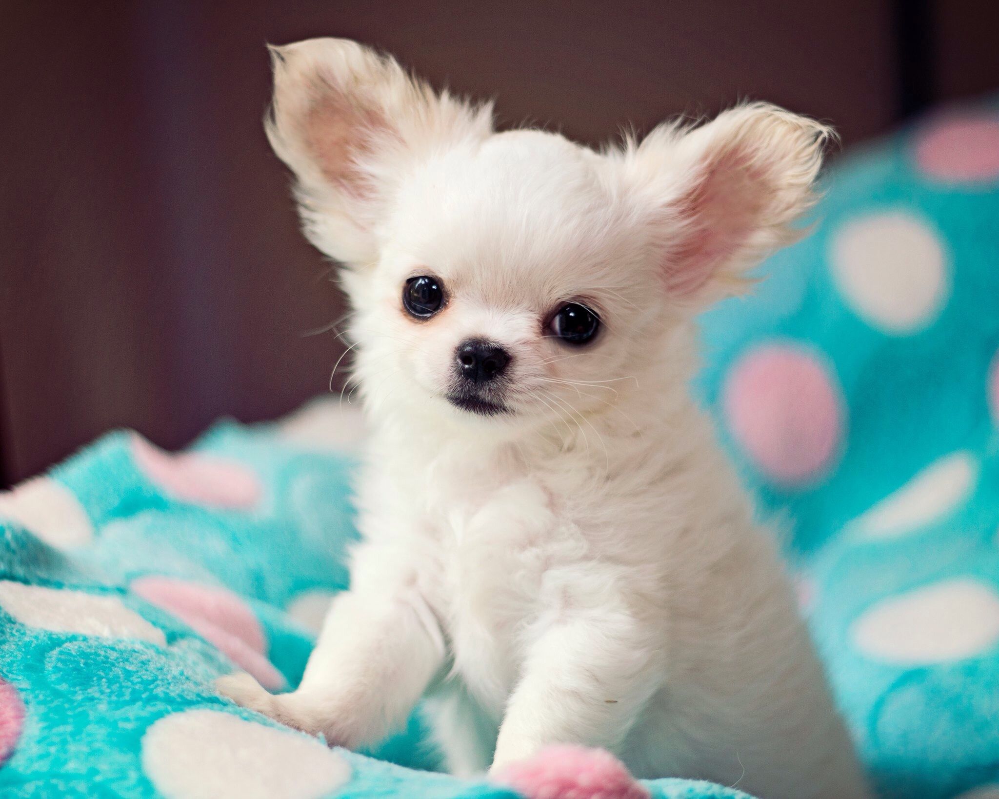A Lifetime of Love: Unveiling the Human Years Equivalency for Chihuahuas’ Lifespan