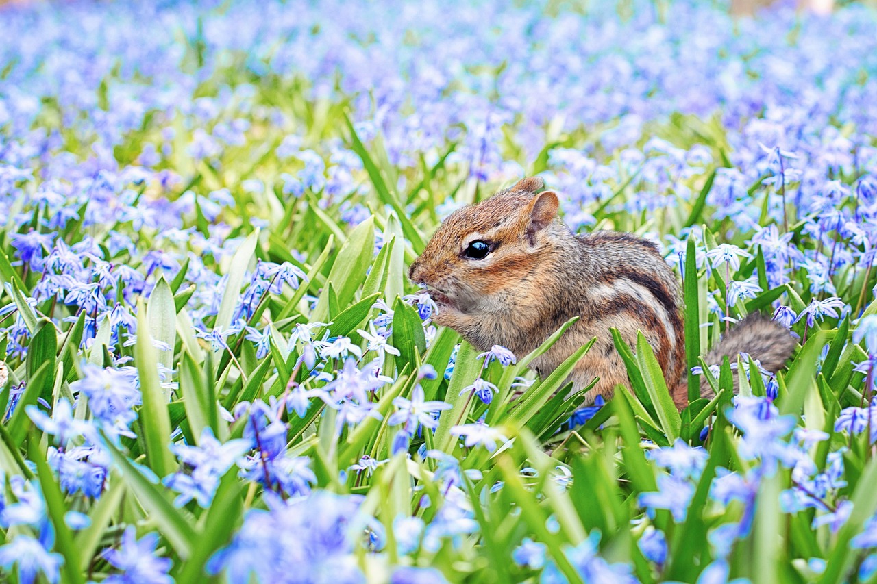 baby squirrel