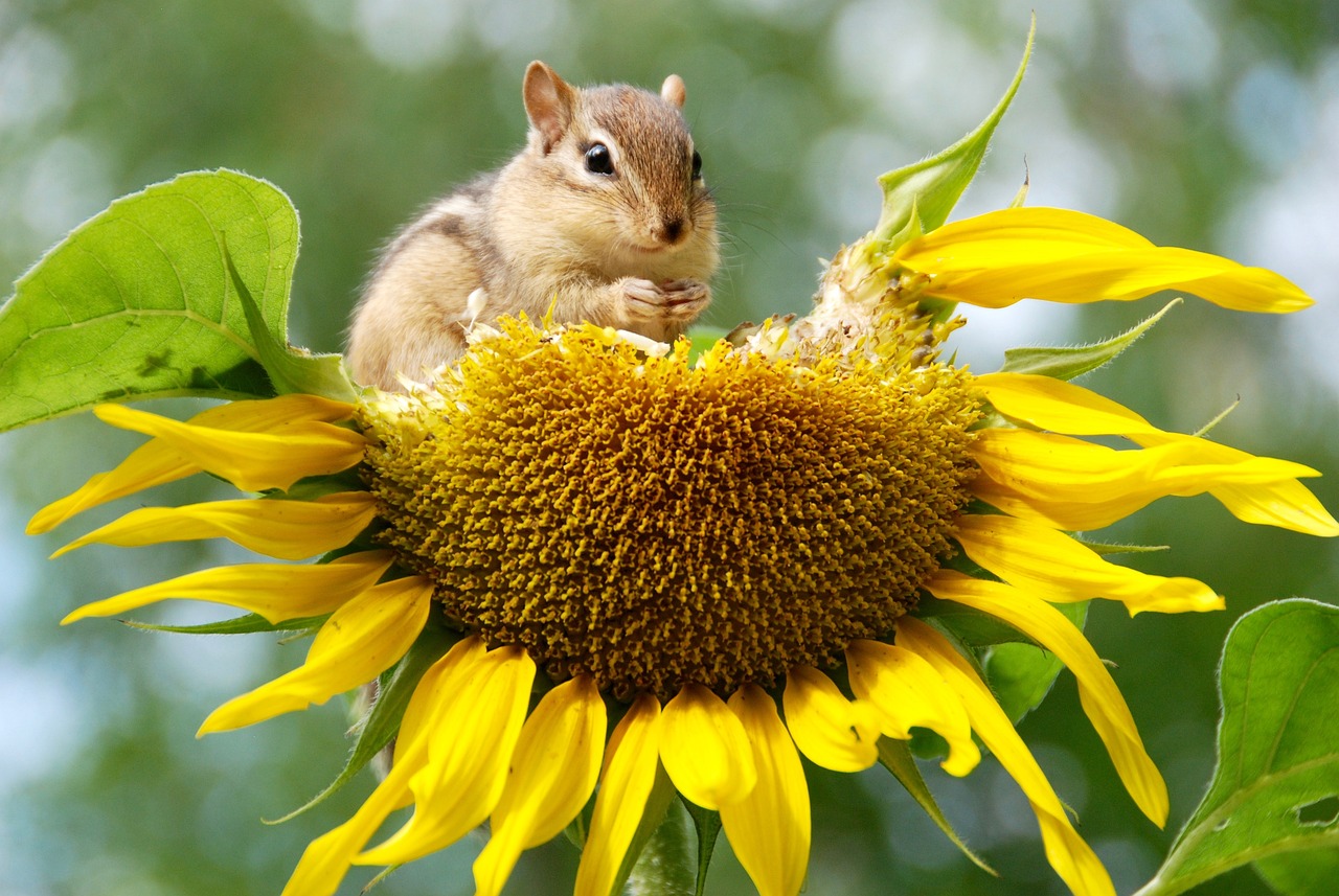 Chipmunk vs. Squirrel