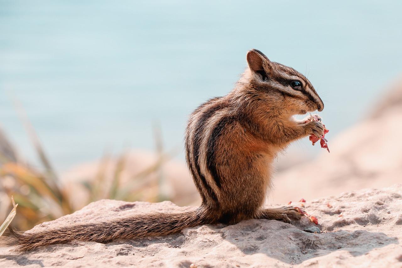 Chipmunk vs. Squirrel