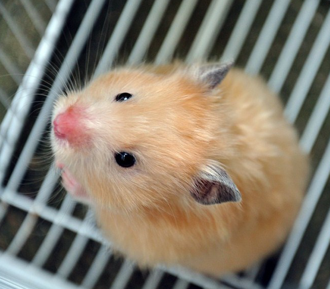 Teddy Bear Hamsters