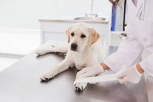 First Aid for Fido: Treating Cuts and Wounds on Dogs with Care and Confidence