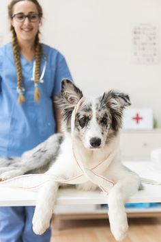 How to treat a cut on your dog ?