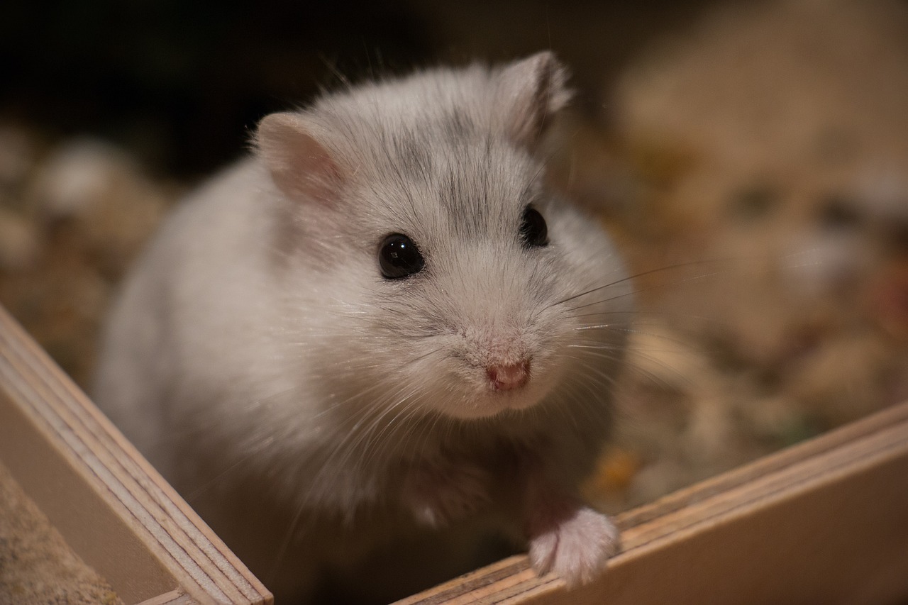 teddy bear hamster