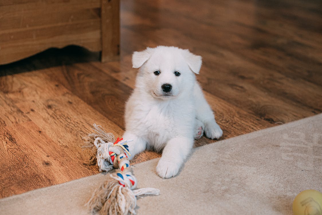 Mastering the Art of Removing Dog Poop Stains from Your Carpet – Tricks for a Spotless Home and Happy Pup