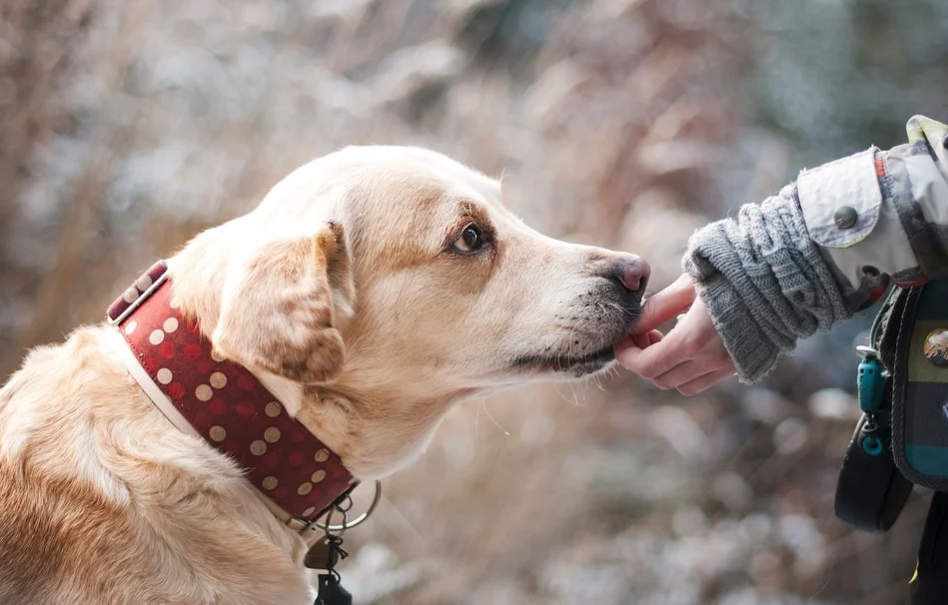 Can Dogs Get Colds?