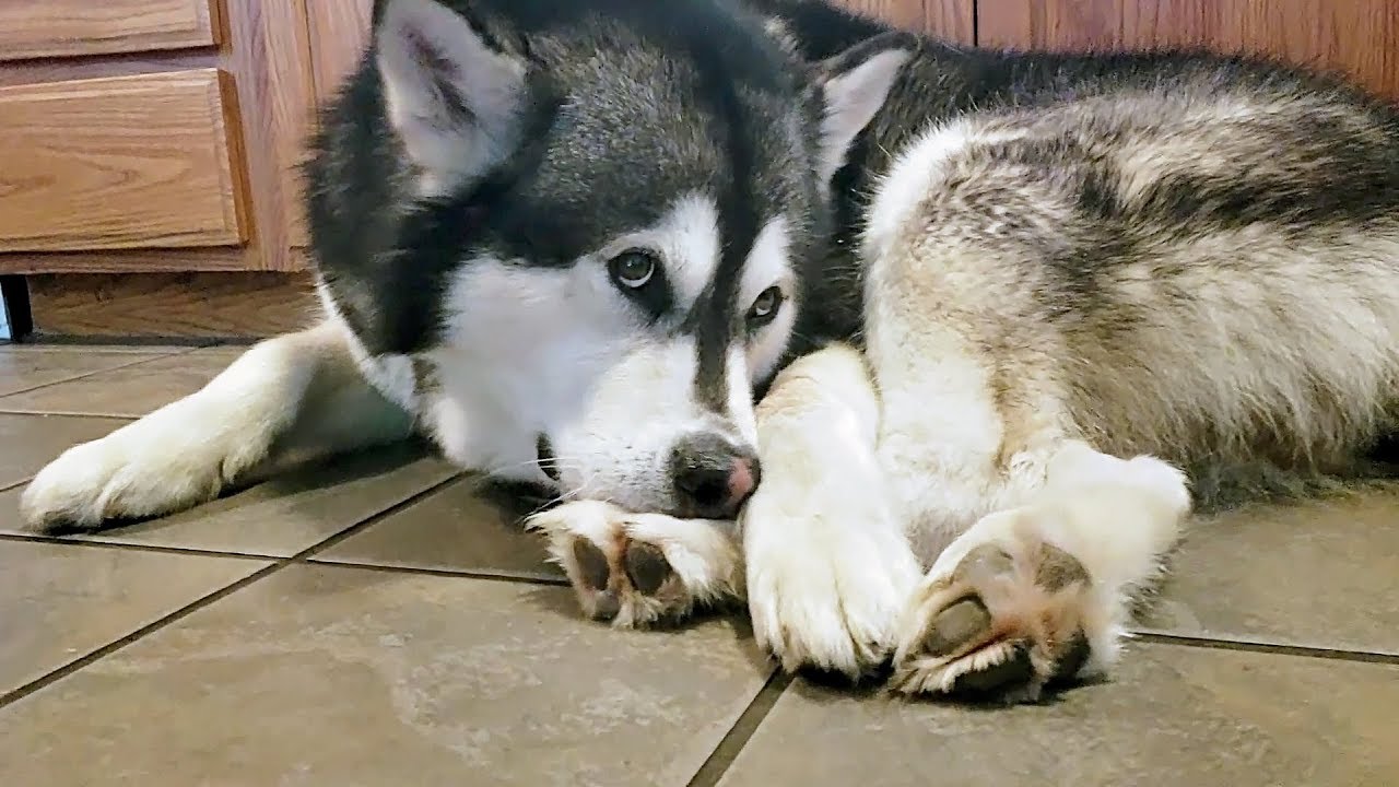 The Curious Case of Canine Foot Feasting: Understanding the Reasons Behind Why Dogs Eat Their Own Feet and Exploring Solutions for a Healthy Paws