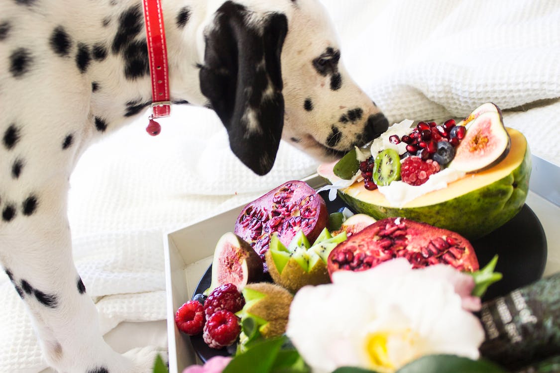 Beyond Dog Food: Exploring Healthy and Safe Food Options for Your Canine Companion