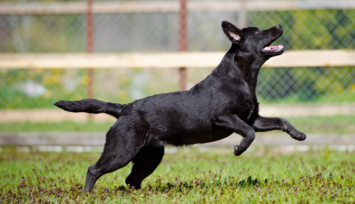 Solving the Mystery of Why Your Dog Won't Jump Up and Finding Solutions for a Joyful Connection