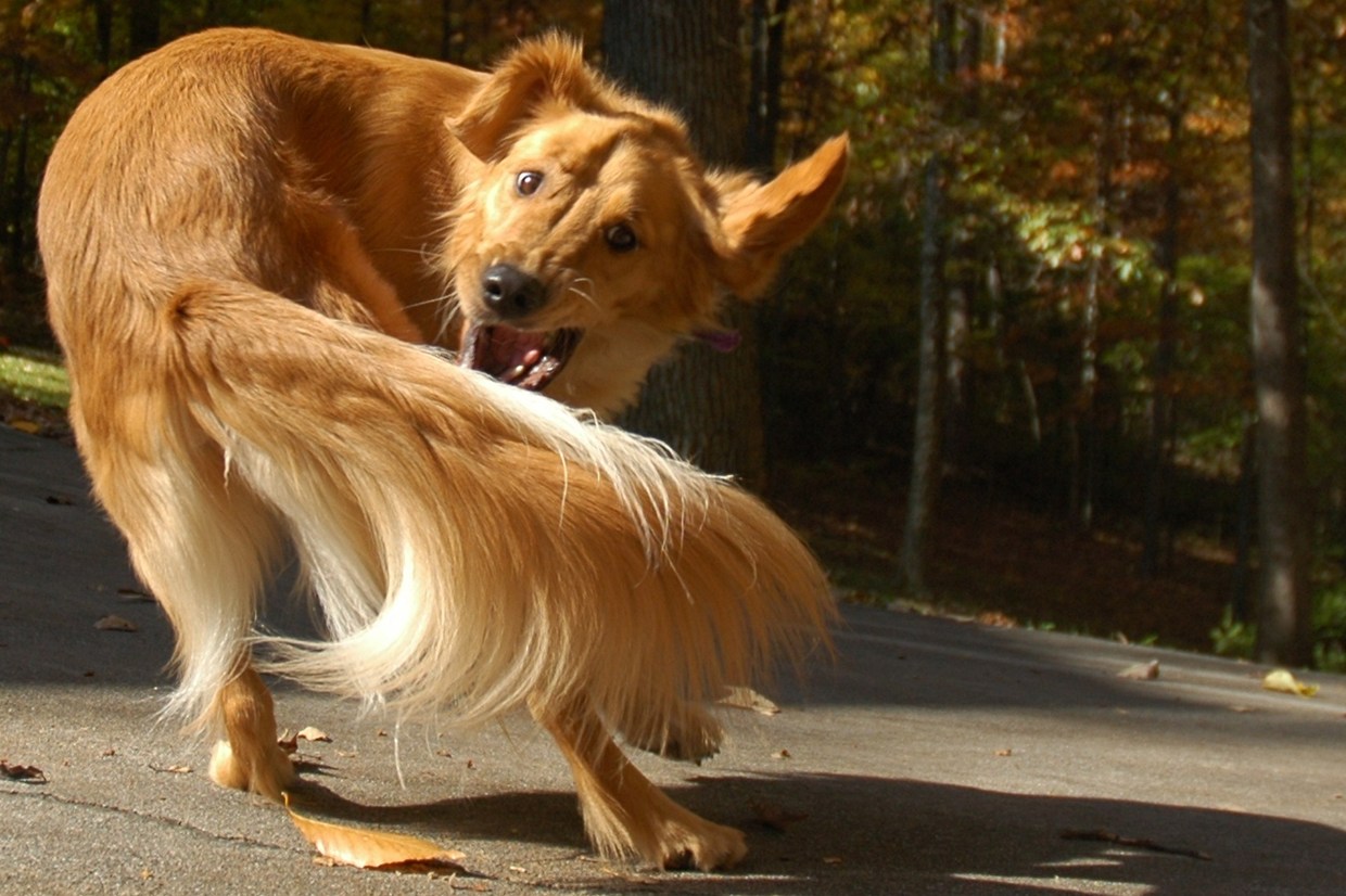The Tail-Chasing Mystery: Unveiling the Reasons Behind Dogs Biting Their Tails Until They Bleed
