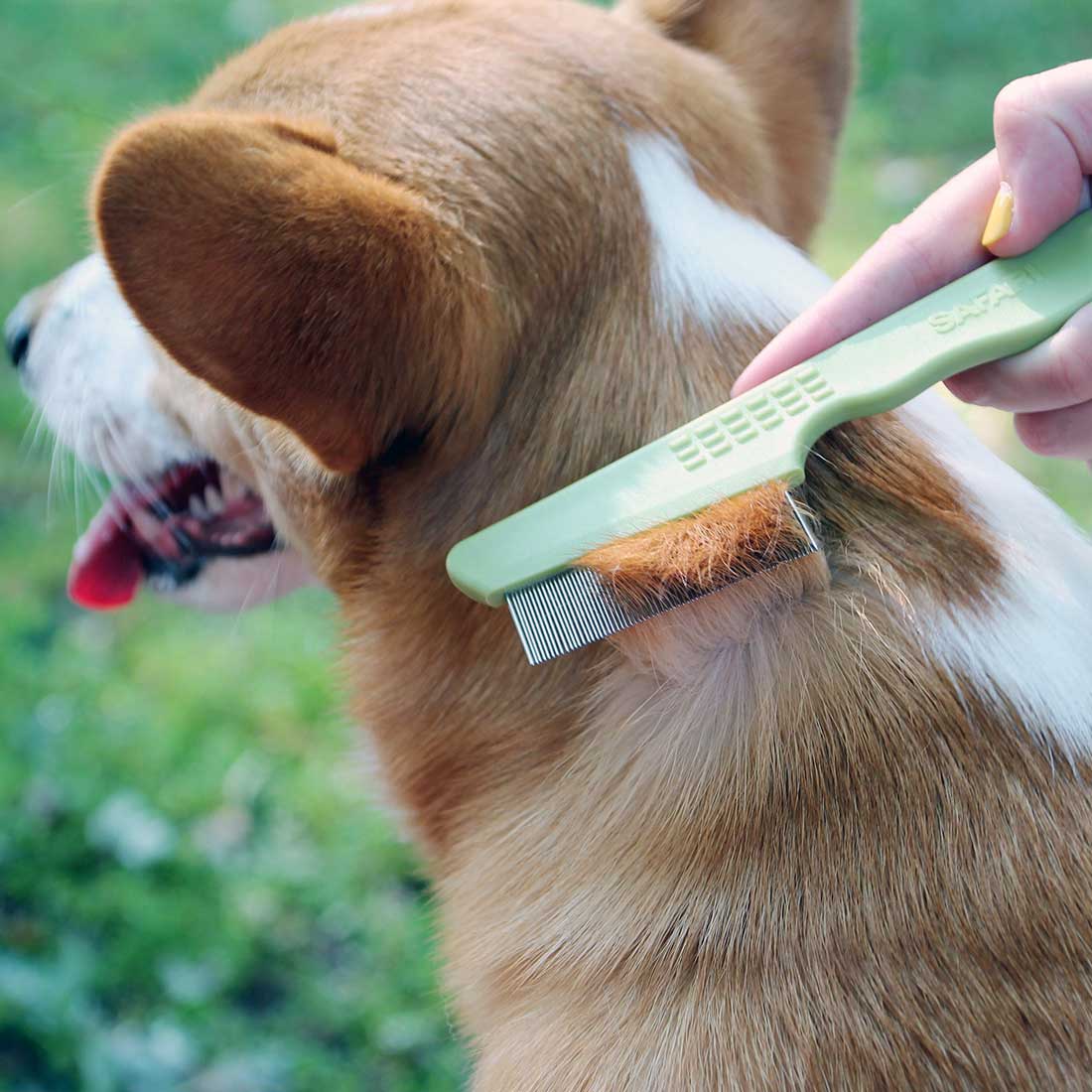 The Role of Flea Combing in Treating Flea-Borne Diseases in Dogs