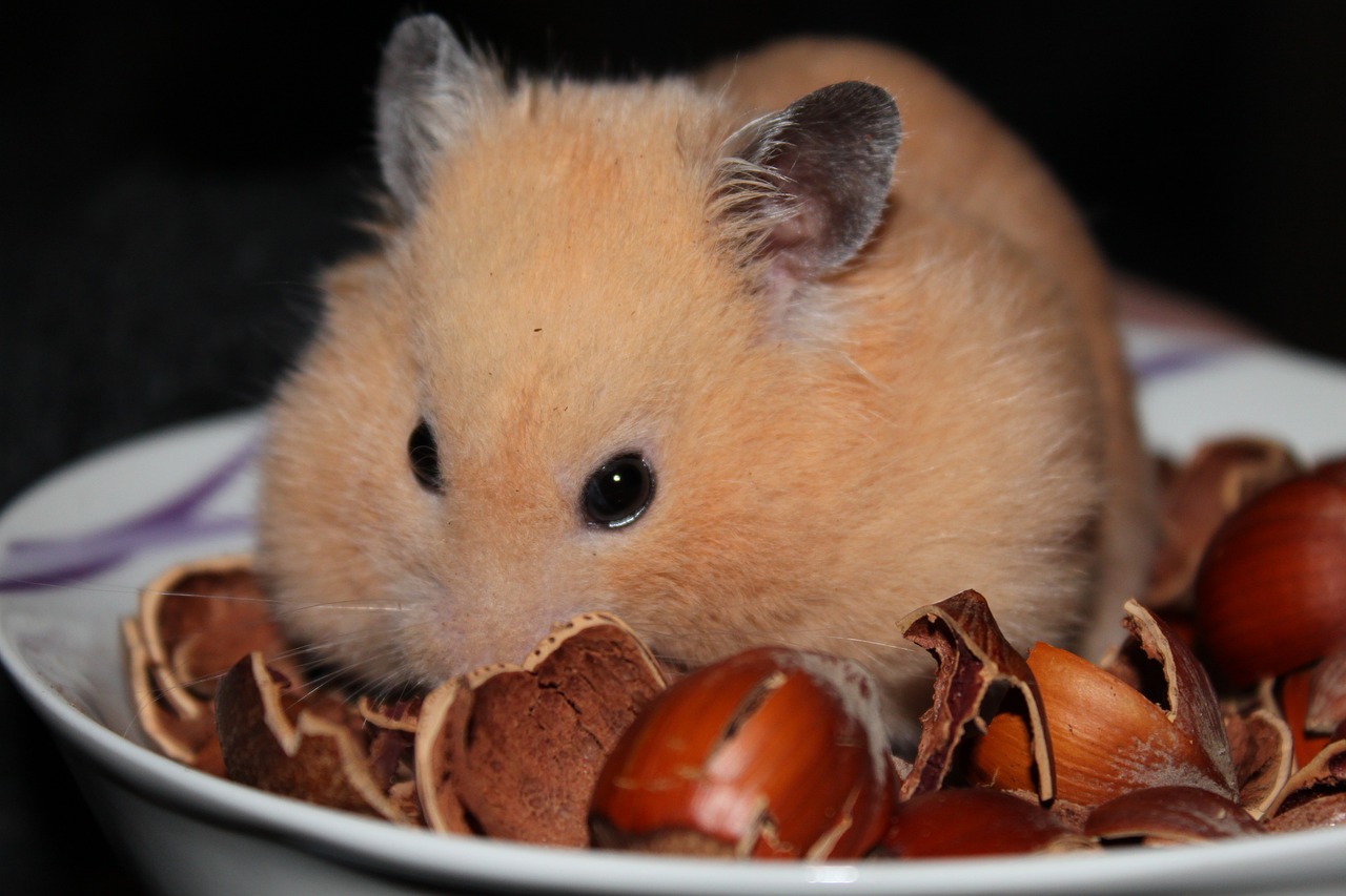 teddy bear hamster