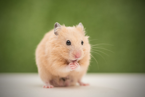 teddy bear hamster