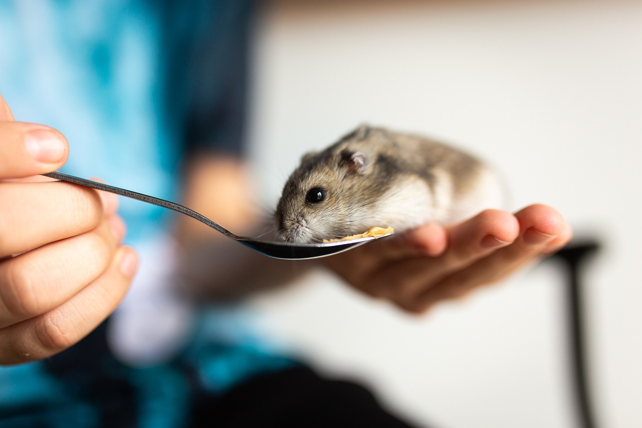 teddy bear hamster