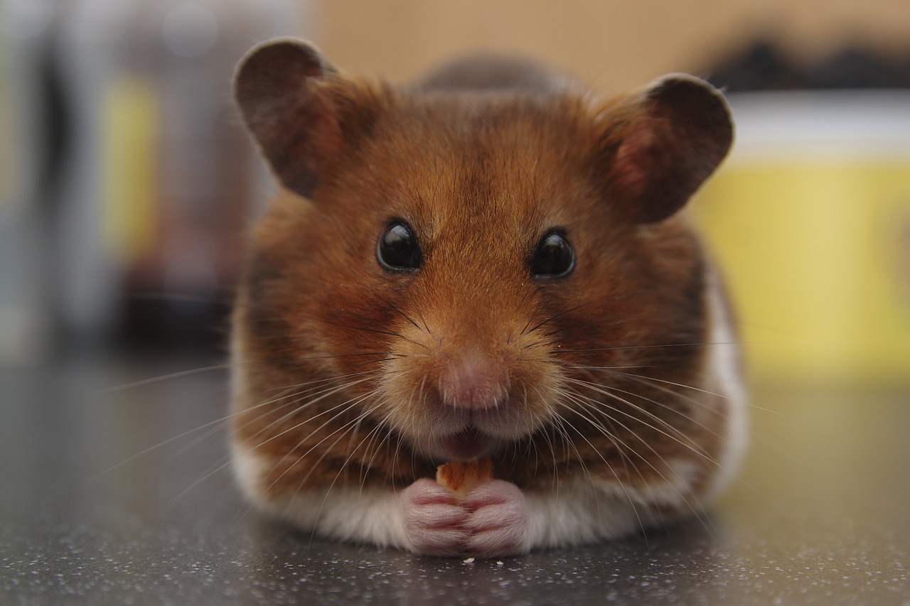 teddy bear hamster