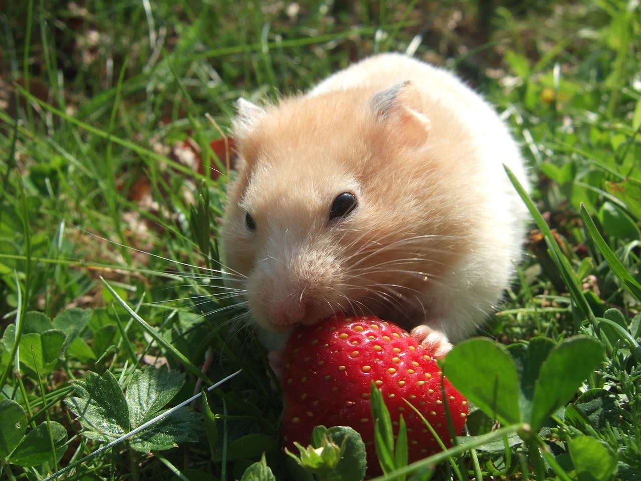 teddy bear hamster