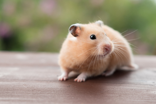 teddy bear hamster