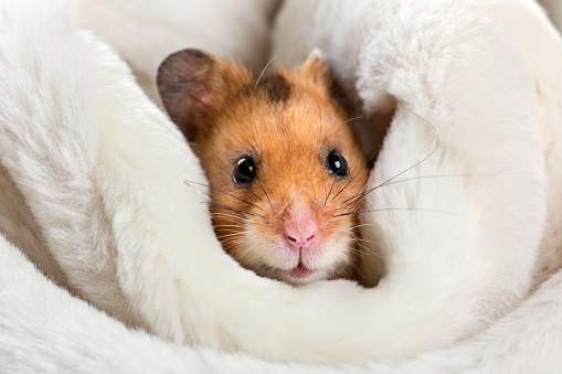 teddy bear hamster