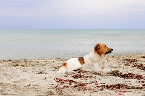 reverse sneezing in dogs