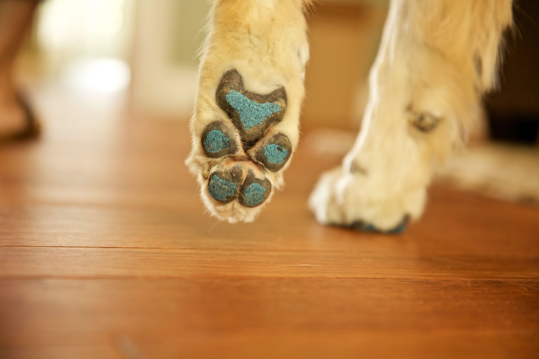 The Curious Case of Dog Nail Growing Out of the Pad: Understanding the Cause, Treatment, and Prevention for Your Canine Companion's Unusual Nail Growth