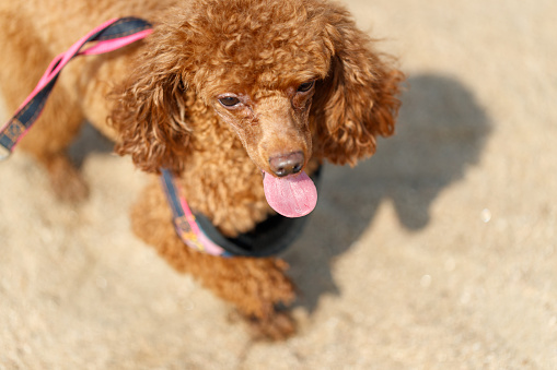 reverse sneezing in dogs