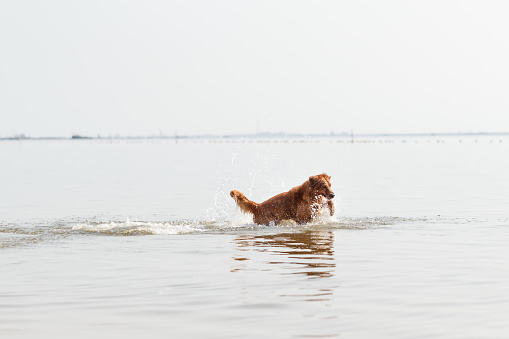 reverse sneezing in dogs