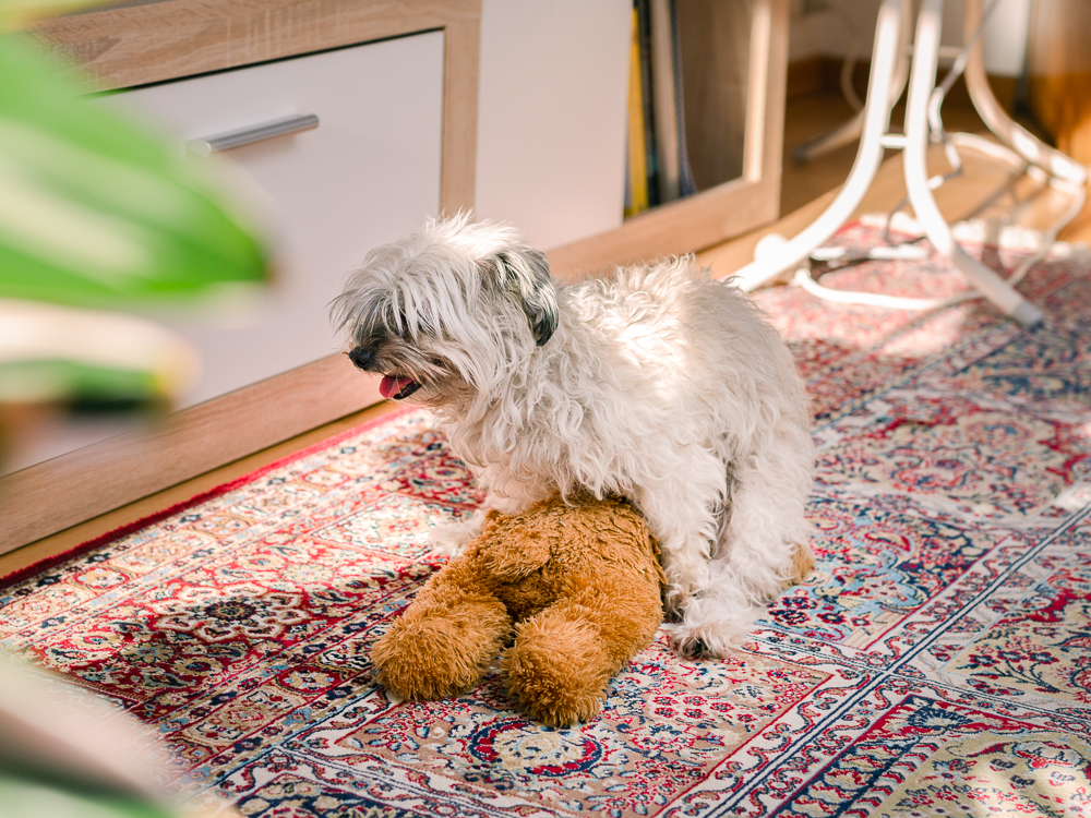 How to Get Your Puppy to Stop Humping: A Comprehensive Guide
