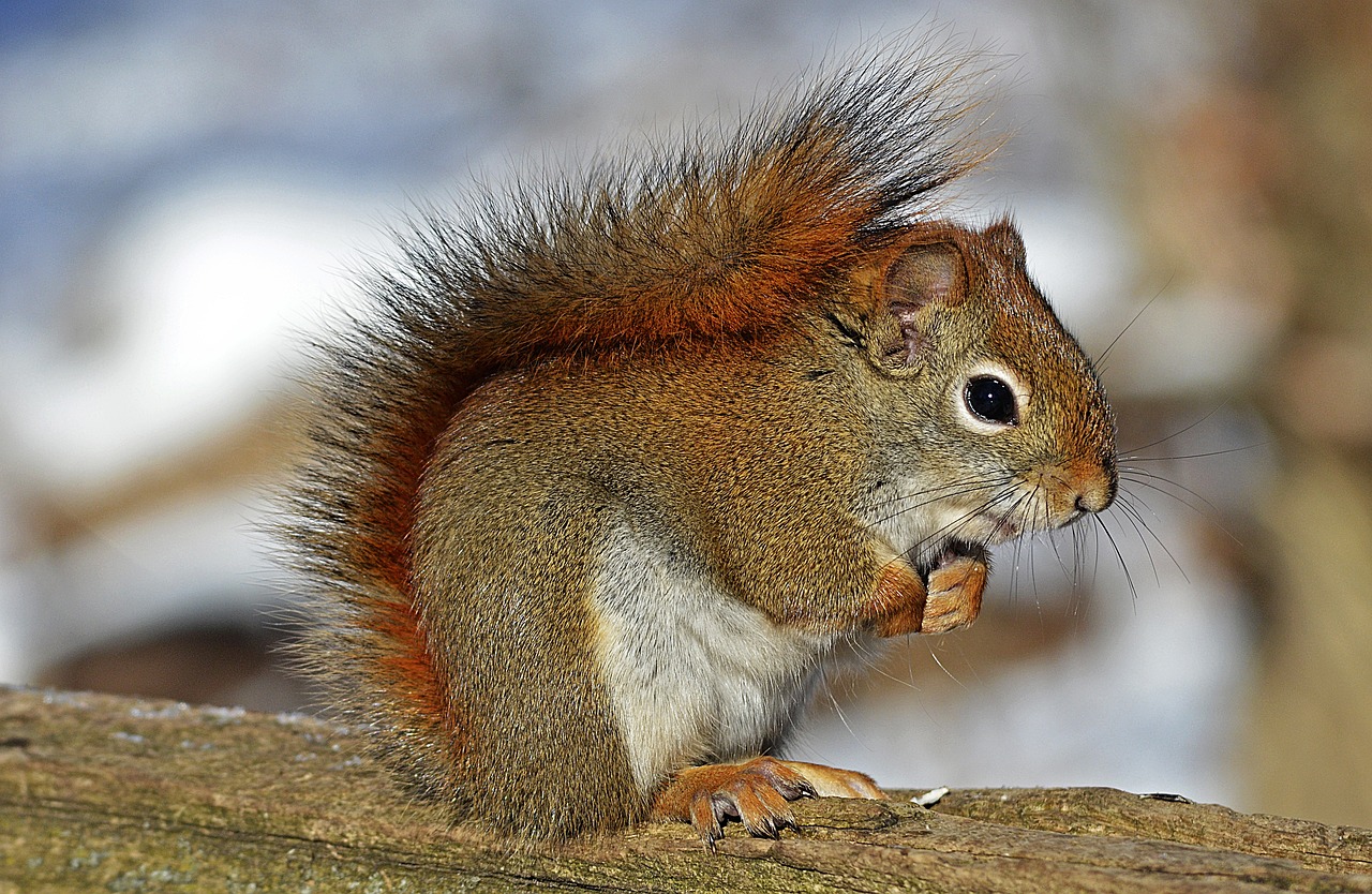 Chipmunk vs. Squirrel