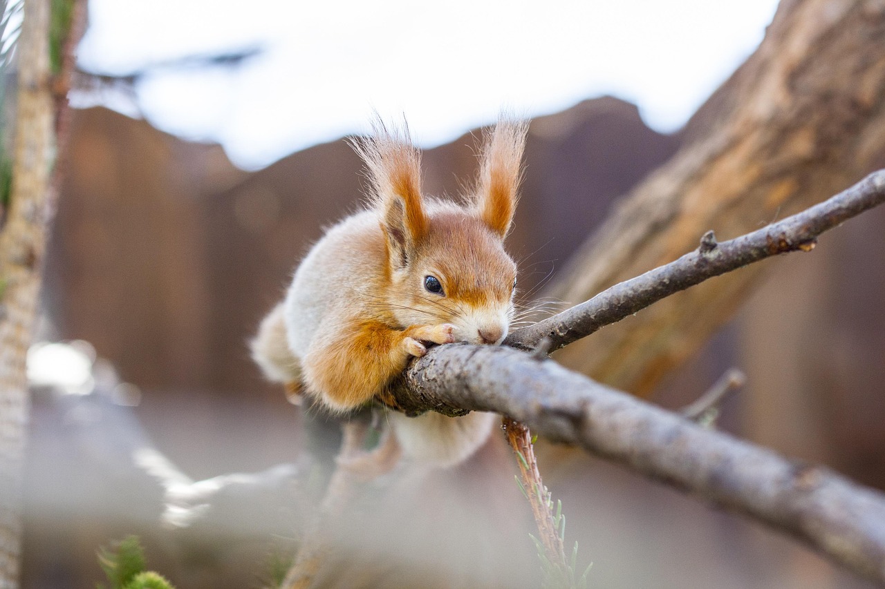 how long do squirrels live