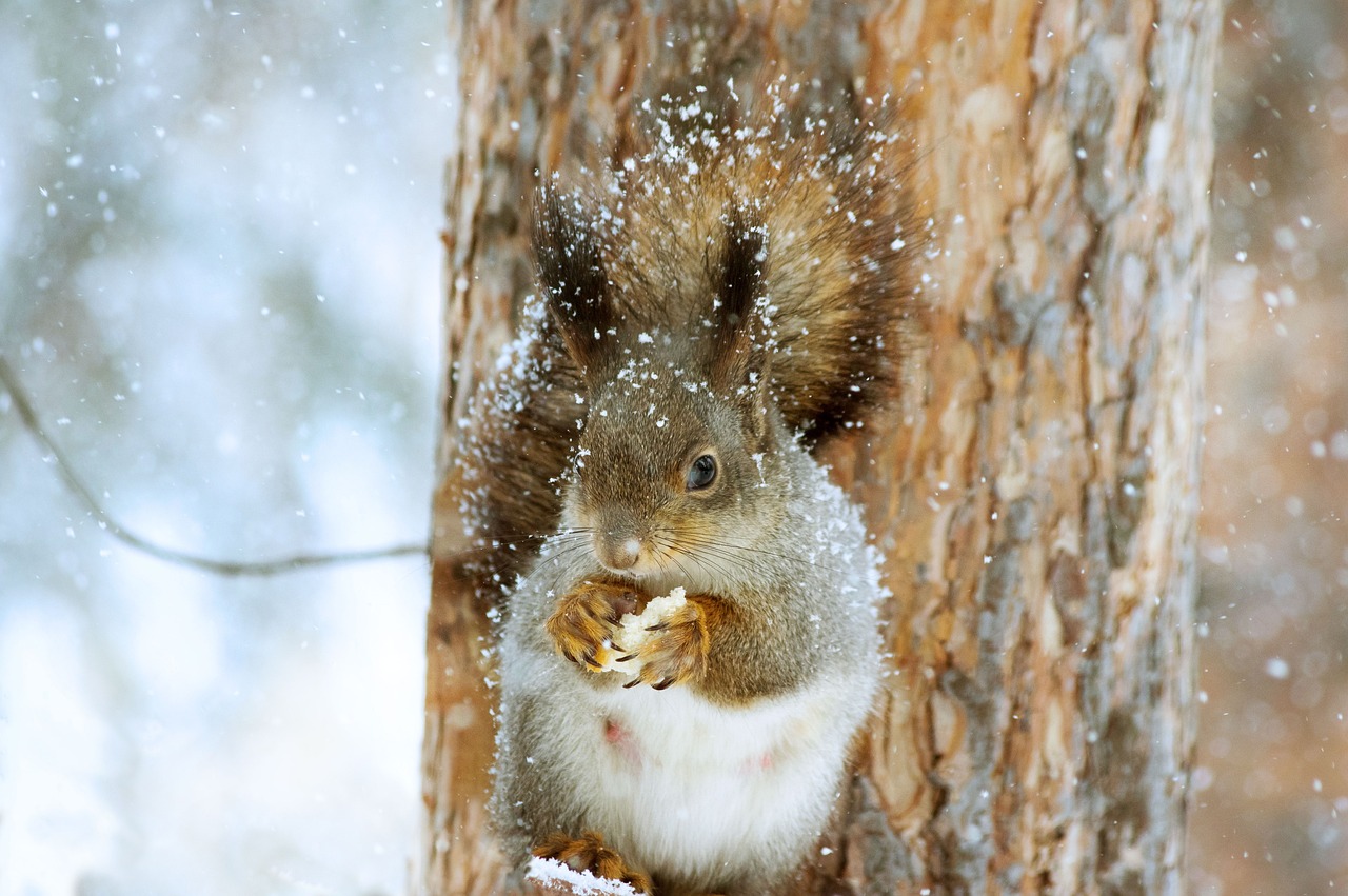 how long do squirrels live