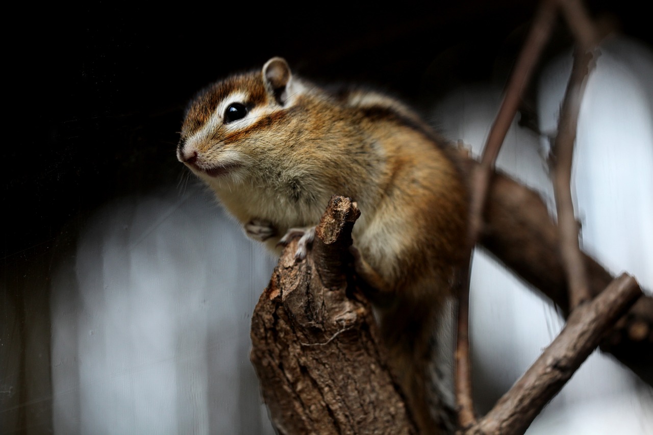 Chipmunk vs. Squirrel