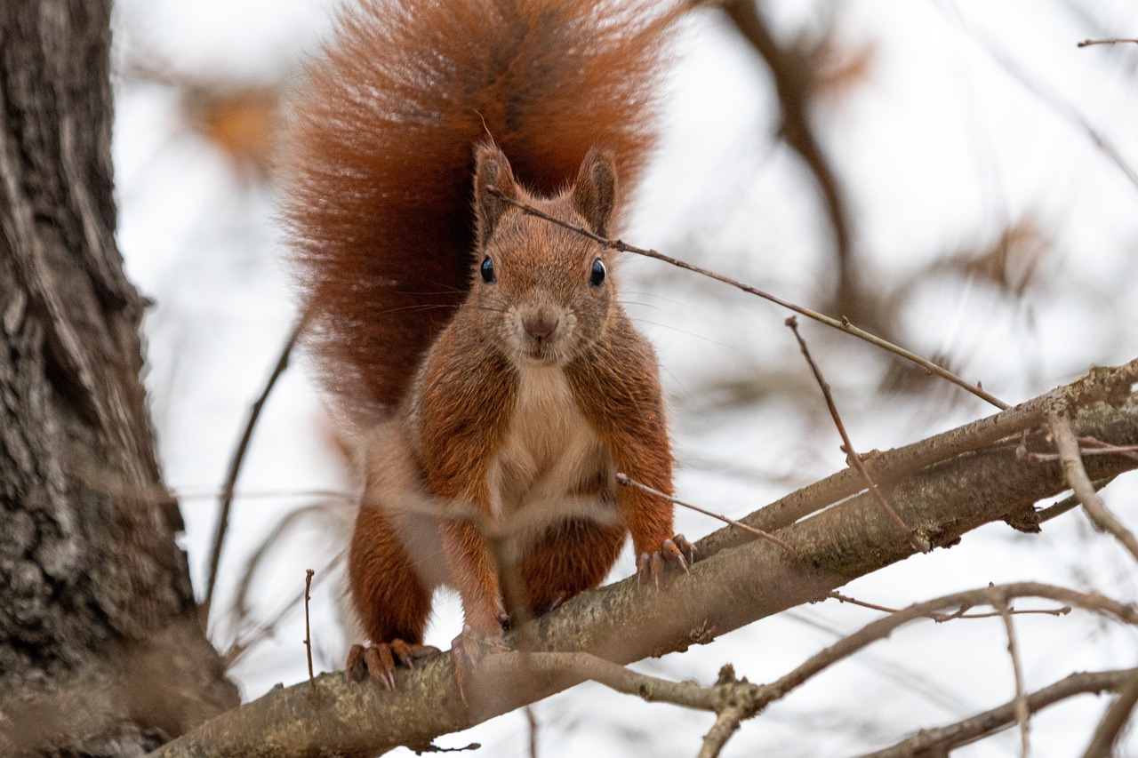 baby squirrel