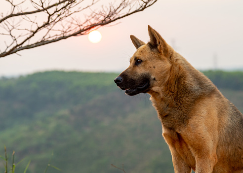 reverse sneezing in dogs