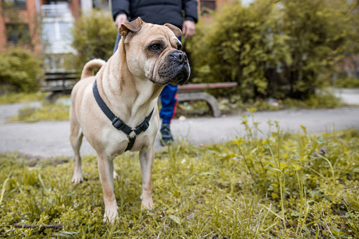 reverse sneezing in dogs