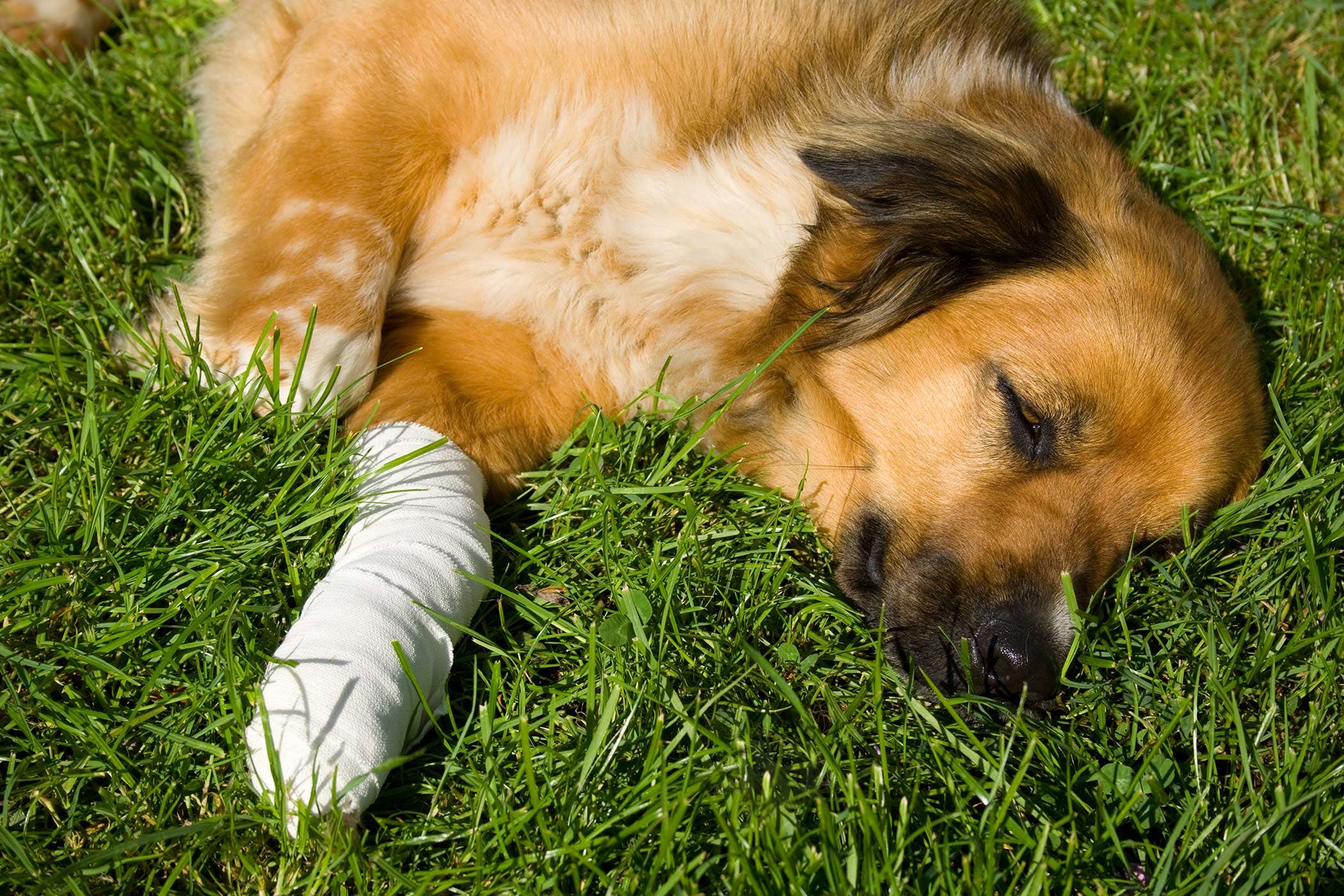 First Aid for Fido: Treating Cuts and Wounds on Dogs with Care and Confidence