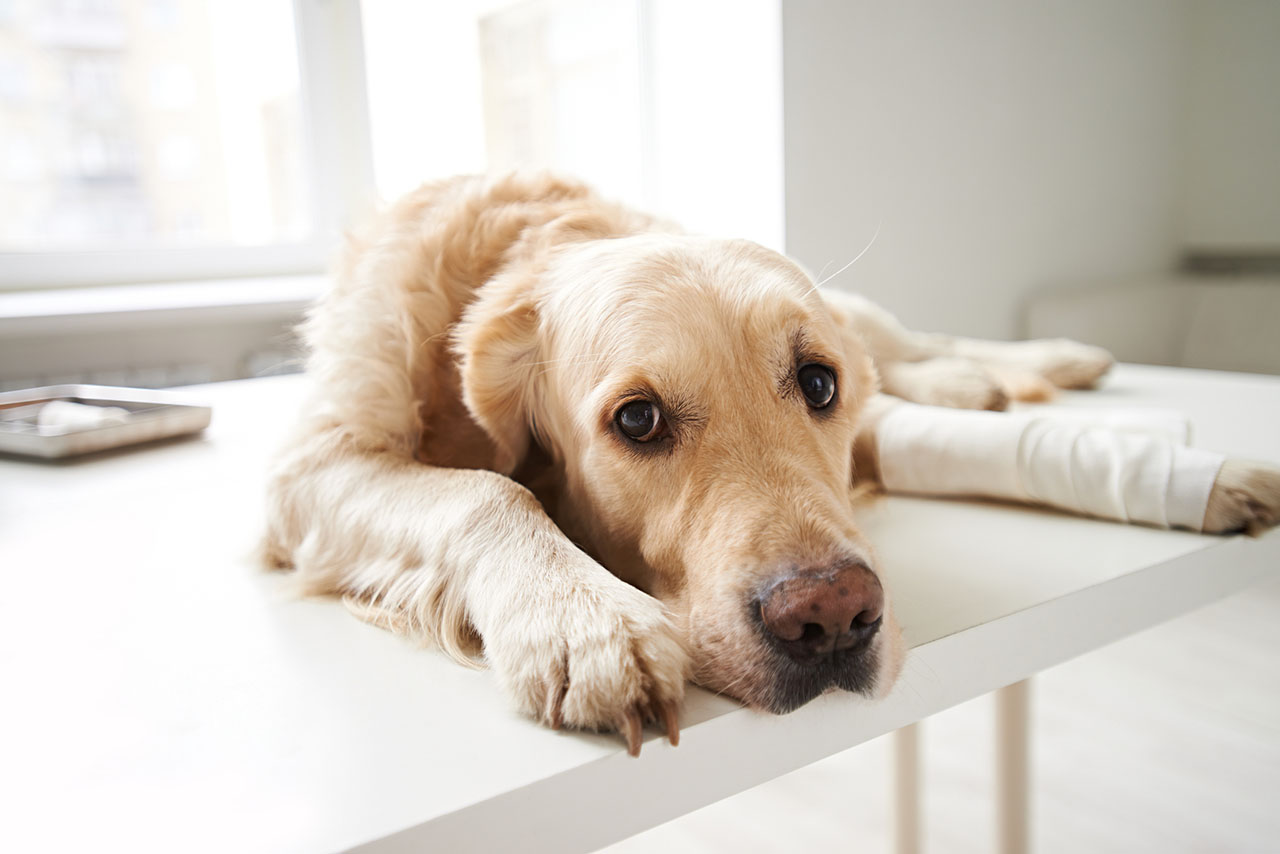 Effective Dog Cut Treatment: How to Care for Your Canine's Wounds