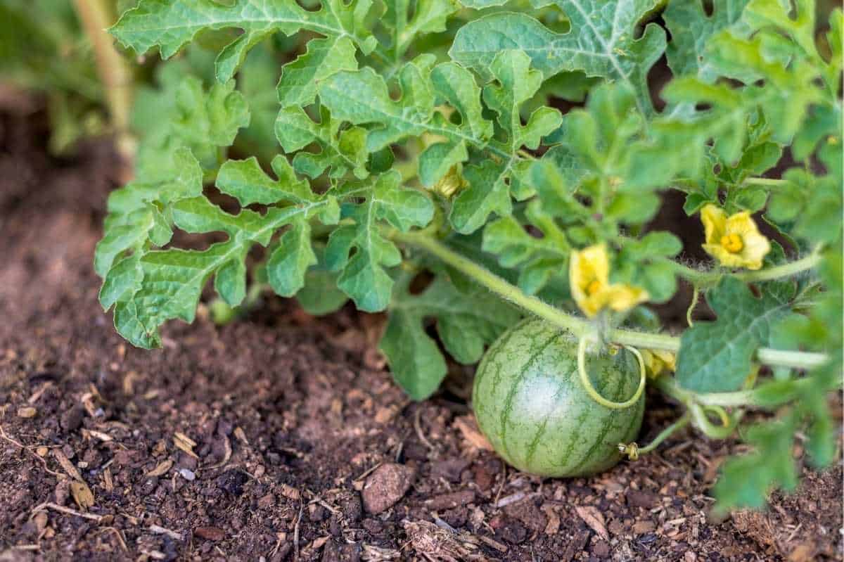 What to Plant Next to Watermelon ?