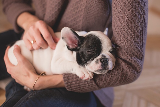 Reverse Sneezing in Dogs: Why dogs sneeze in reverse