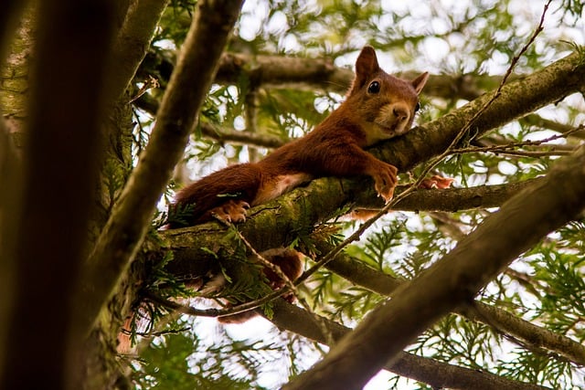 Nesting Habits of Squirrels: Where do Squirrels Sleep插图1