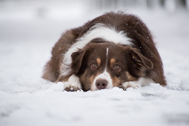 Reverse Sneezing in Dogs: Why dogs sneeze in reverse