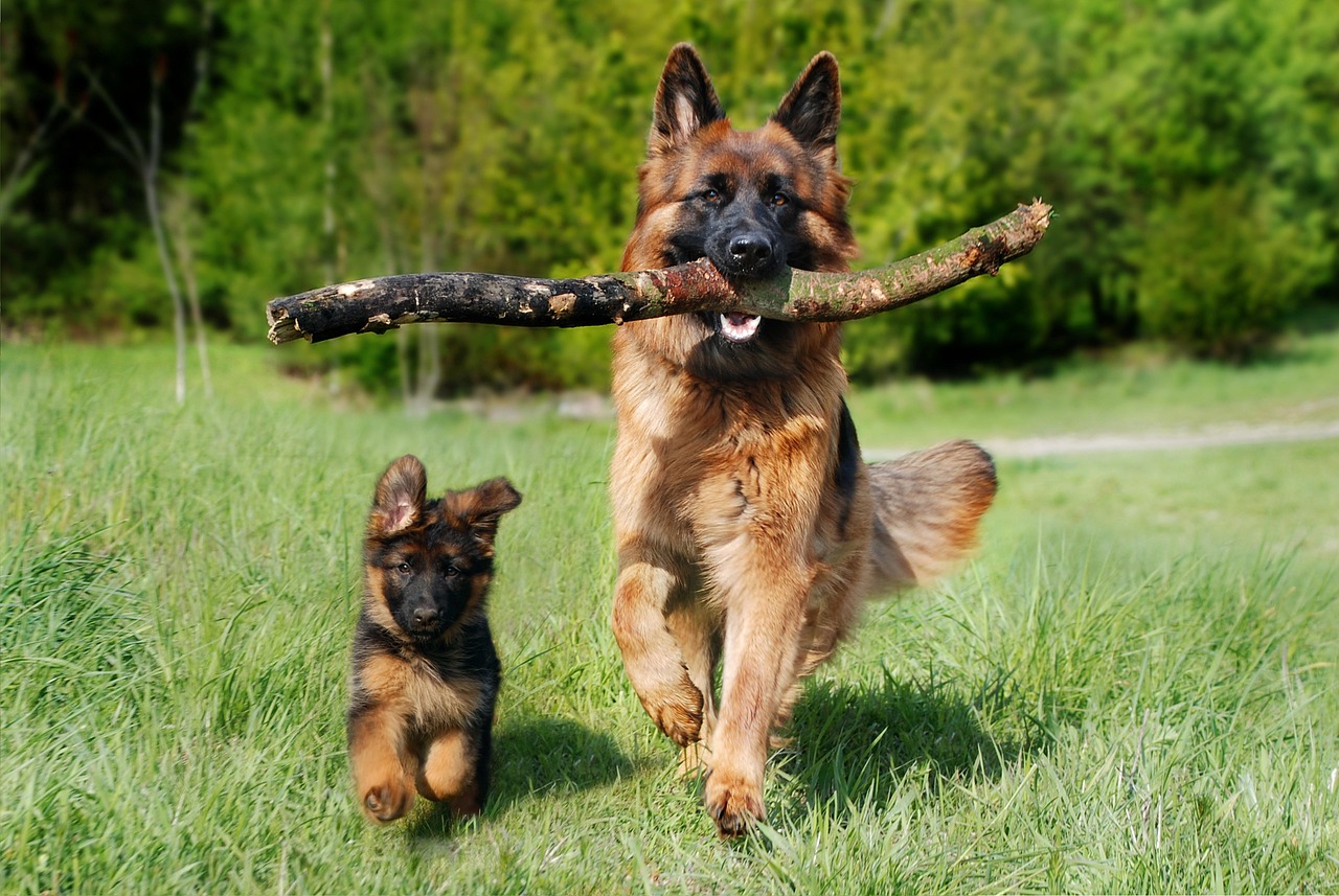 Exploring Bear Dog Russia: A Unique and Powerful Canine Companion