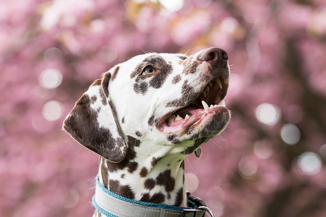 Reverse Sneezing in Dogs: Why dogs sneeze in reverse